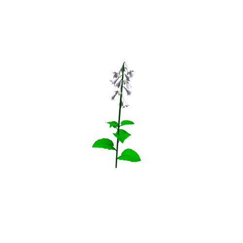 Allgemeine Gegenstände - Innenraum / Blume / Cardiocrinum giganteum - (227x235x600)