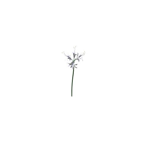 Allgemeine Gegenstände - Innenraum / Blume / Nerine sarniensis - (95x108x248)